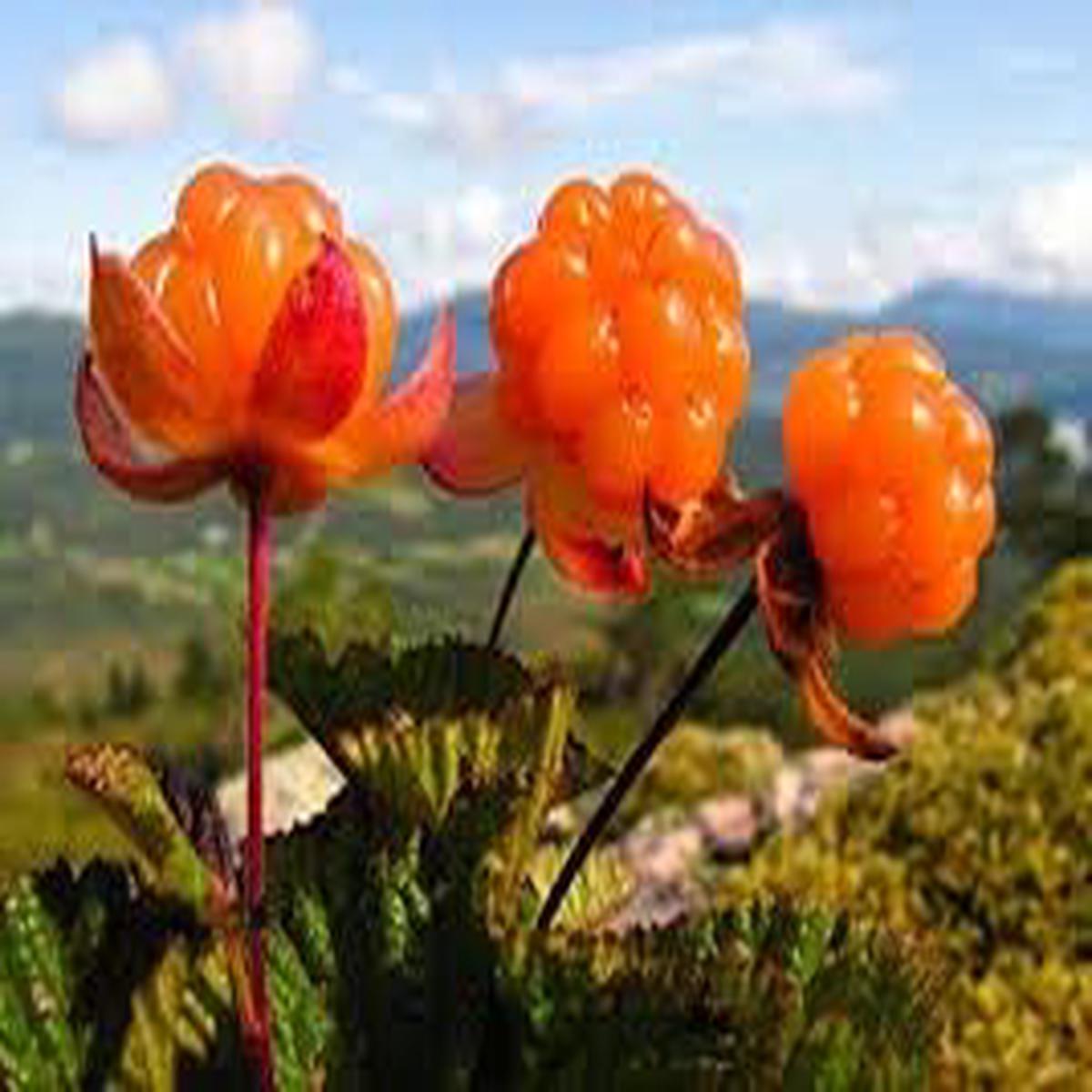 Cloudberry (Rubus) Fruit Seeds for Planting  Orange-Red Berries, Heirloom & Non-GMO, Gourmet Gardens
