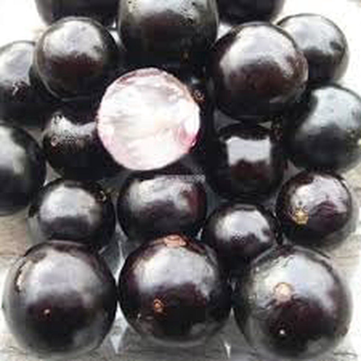 Cucumis Dipsaceus Seeds Hardy & Uncommon Fruits for Specialty Gardening, Heirloom, Non-GMO & Organic Seeds