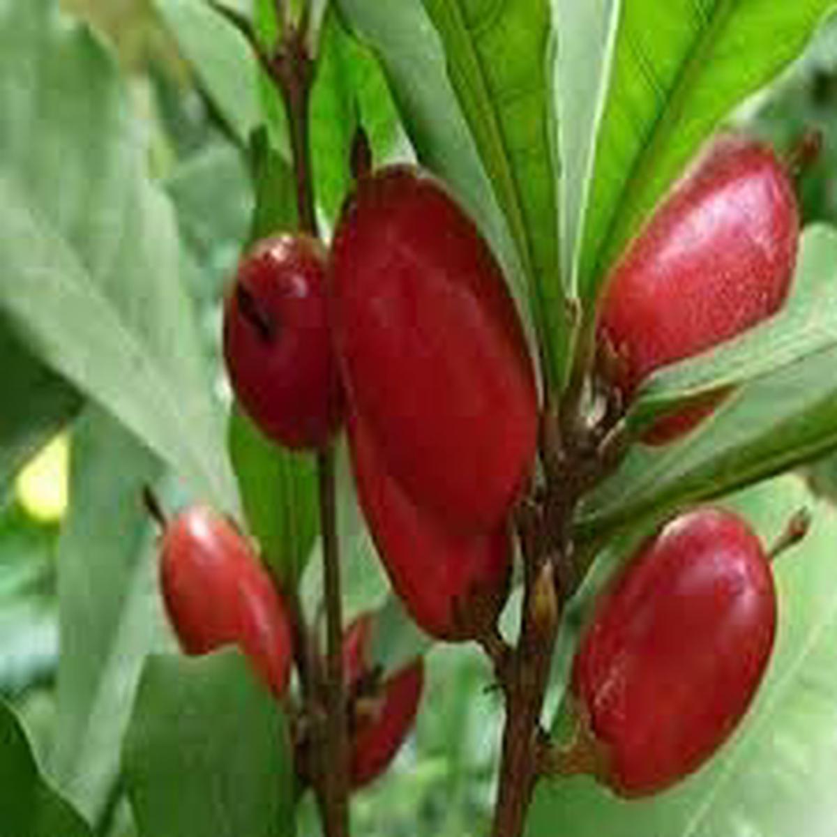 Dulcificum Fruit Seeds for Planting  High-Quality, Non-GMO, Heirloom, Sweet Miracle Fruit, High Germination