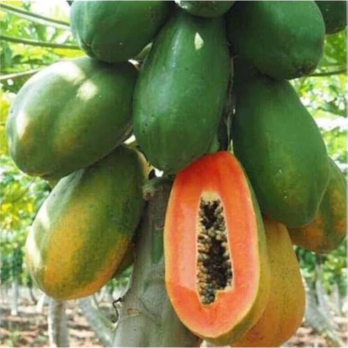 Dwarf Waimanalo Papaya Fruit Seeds for Planting Heirloom Non-GMO High Germination Organic Garden Seeds
