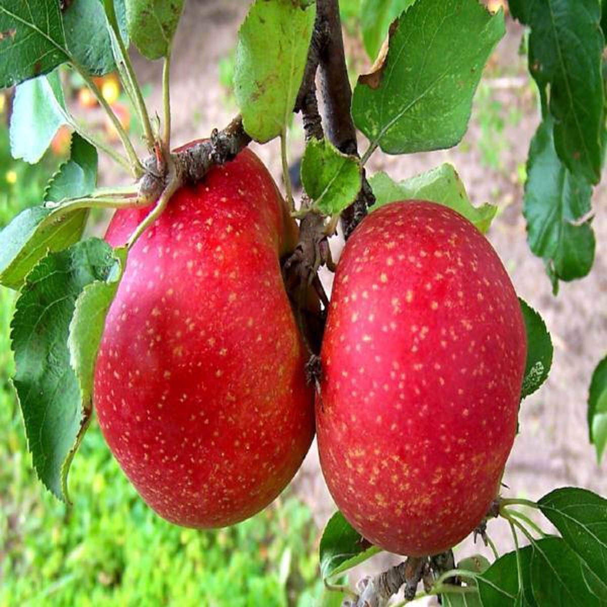 Esopus Spitzenburg Apple Fruit Seeds  Grow Fresh, Crisp Green Apples in Your Backyard, Heirloom & Non-GMO Seeds