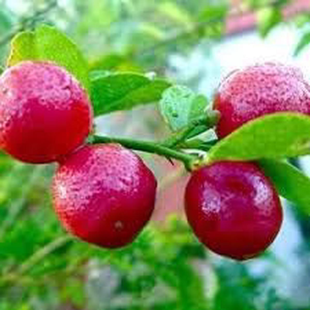Fresh Orange Fruit Seeds for Planting  Light Yellow Variety, Heirloom, Non-GMO, High Germination Organic Garden Seeds