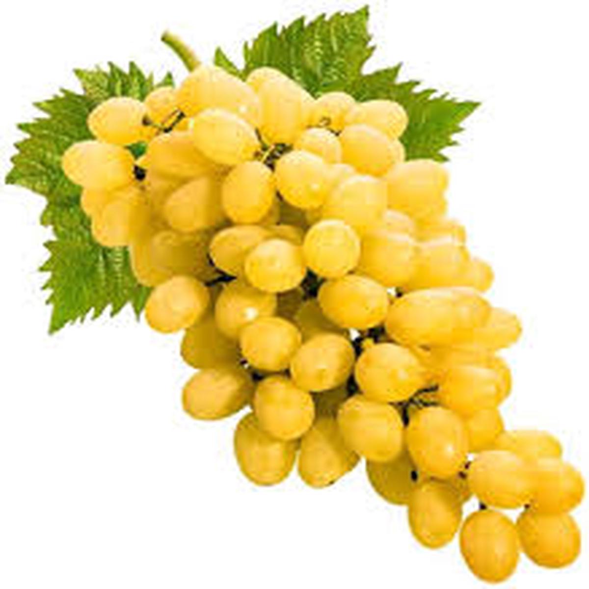 Golden Grapes Fruit Seeds for Planting Grow Sweet, Golden Grapes in Your Garden, Heirloom & Non-GMO Seeds