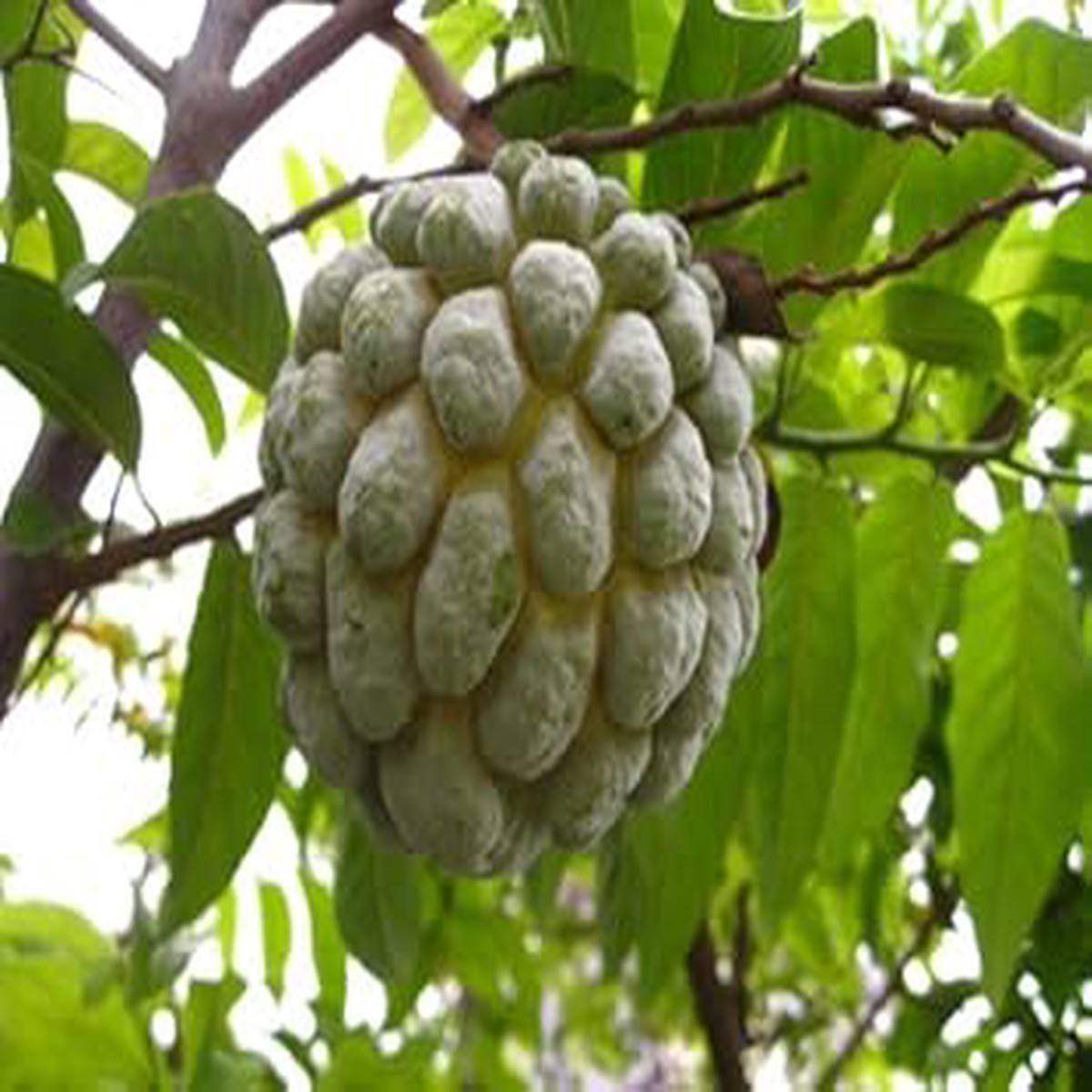 Green Annona Squamosa Fruit Seeds for Planting | Heirloom Non-GMO Organic Seeds for Tropical Tree Growth