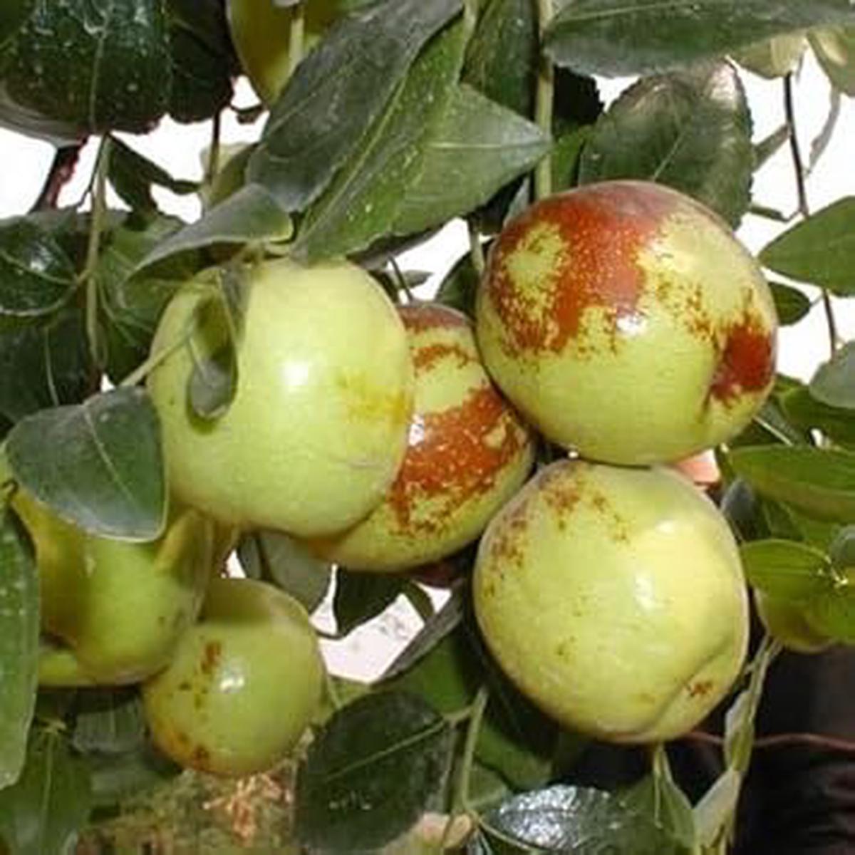 Green-Brown Jujube Fruit Seeds for Planting Delicious Jujube Trees, Heirloom & Non-GMO Seeds for Garden