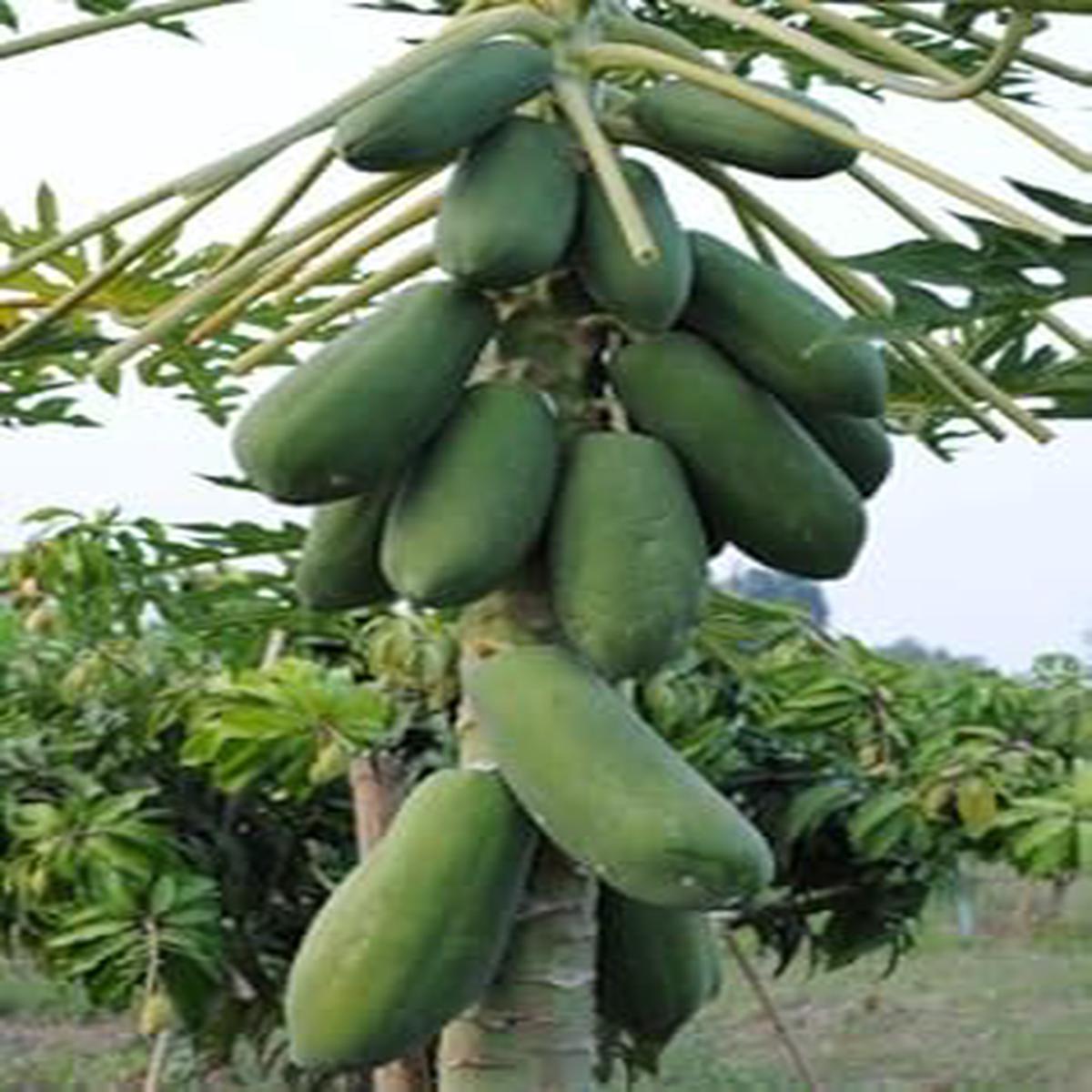Green Papaya Fruit Seeds for Planting  Heirloom Non-GMO High Germination Organic Garden Seeds