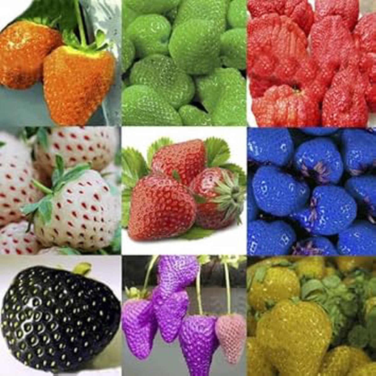 Heirloom Mixed Strawberry Fruit Seeds for Planting Grow Sweet, Colorful Berry Varieties, Non-GMO, High Germination Seeds