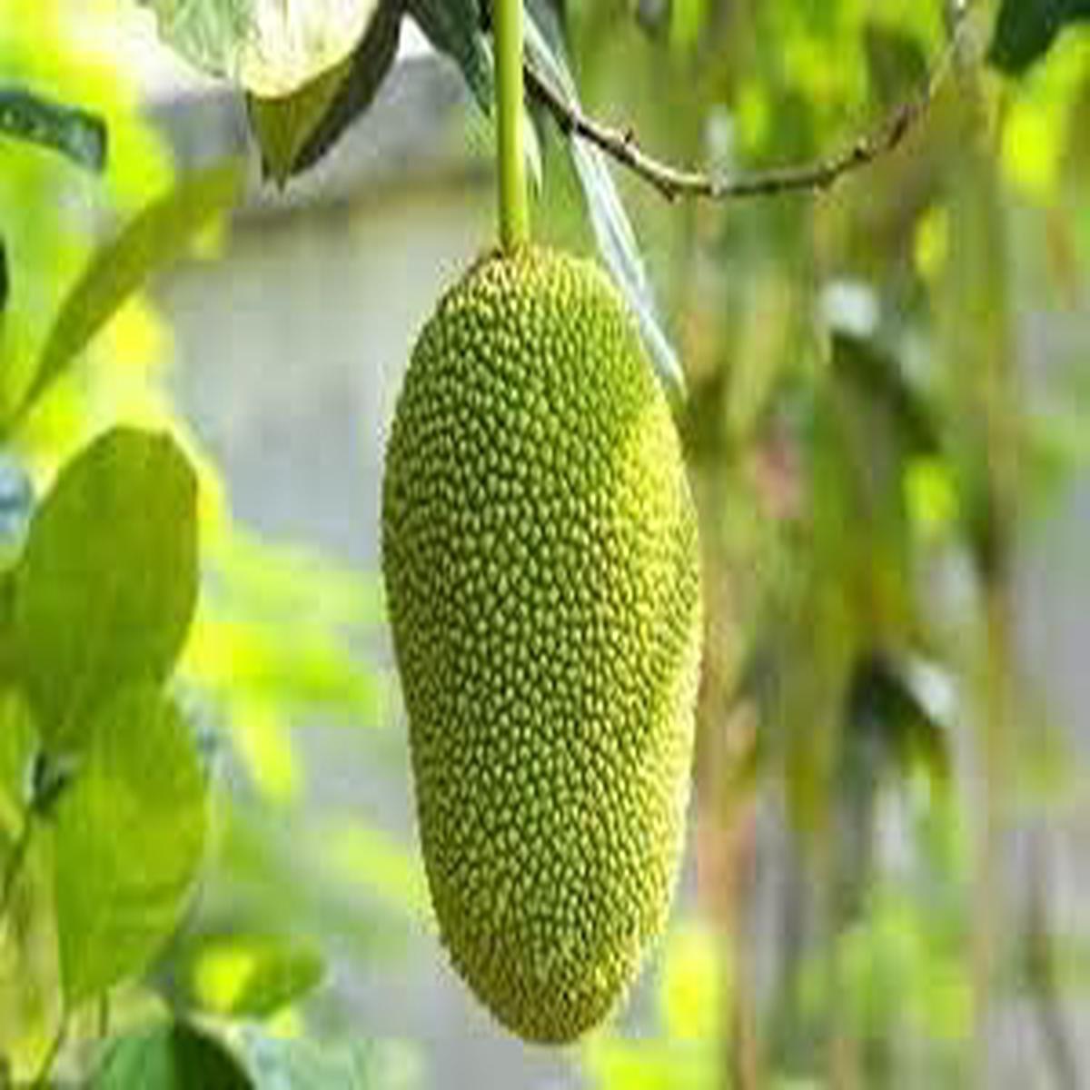 Jackfruit Seeds for Planting Heirloom, Non-GMO, High Germination Organic Garden Seeds for Tropical Fruit Trees