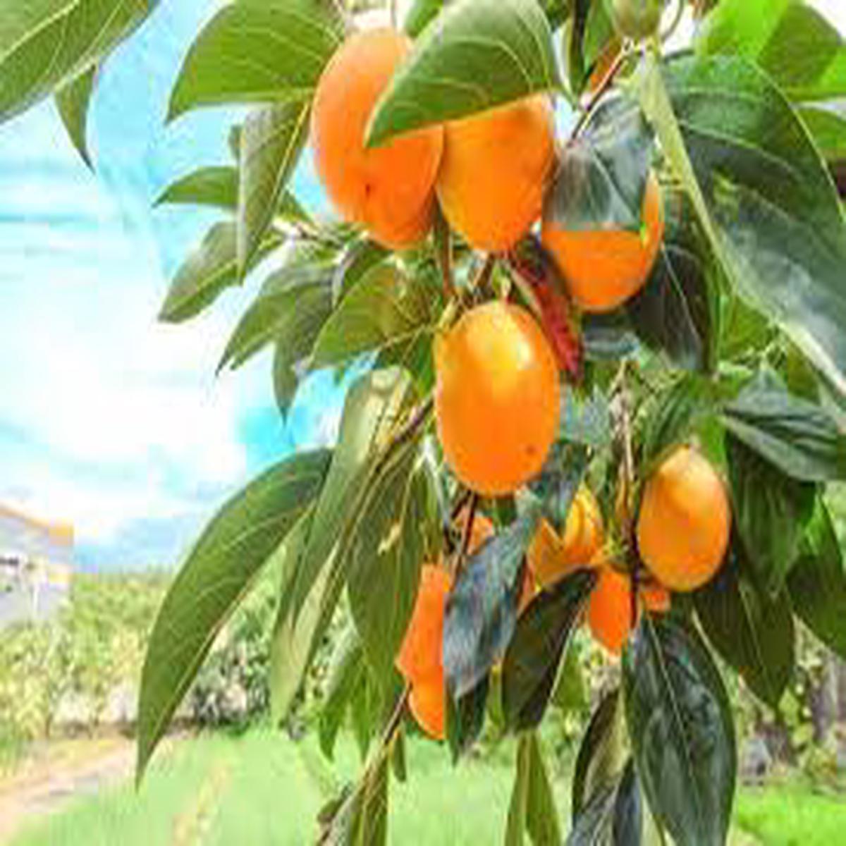 Japanese Persimmon Seeds (Diospyros kaki) for Planting Grow Persimmon Trees at Home, Heirloom & Non-GMO