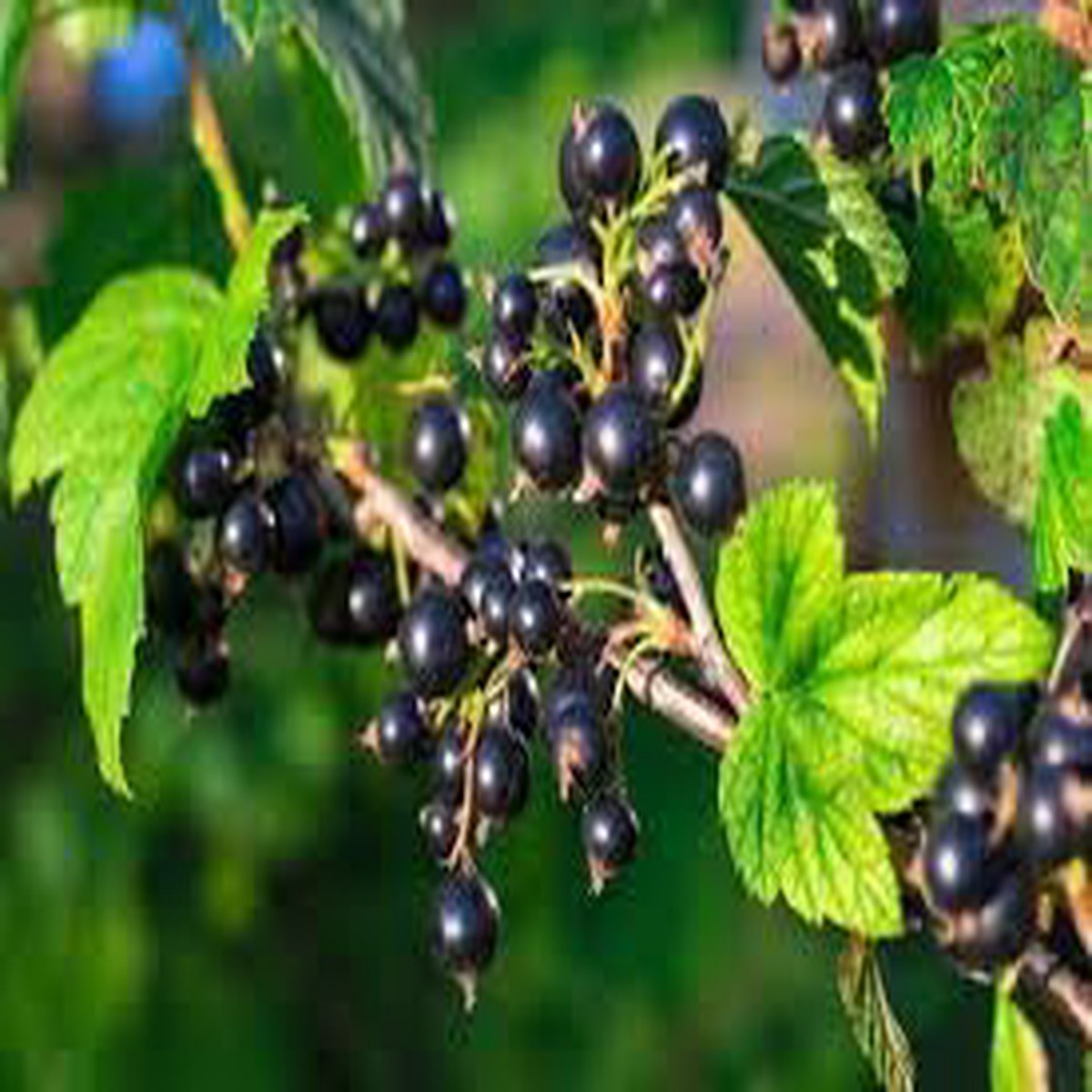 Johannisbeere Fruit Seeds for Planting Tangy Berries for Fruit Lovers, Heirloom & GMO Free Seeds for Home Garden