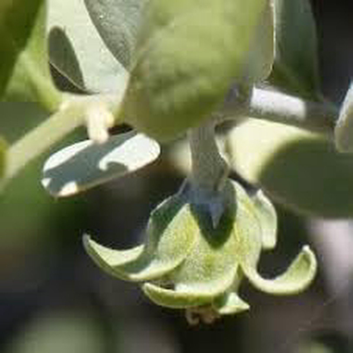 Jojoba Simmondsia Seeds Nutritious & Hardy Plant for Gardens