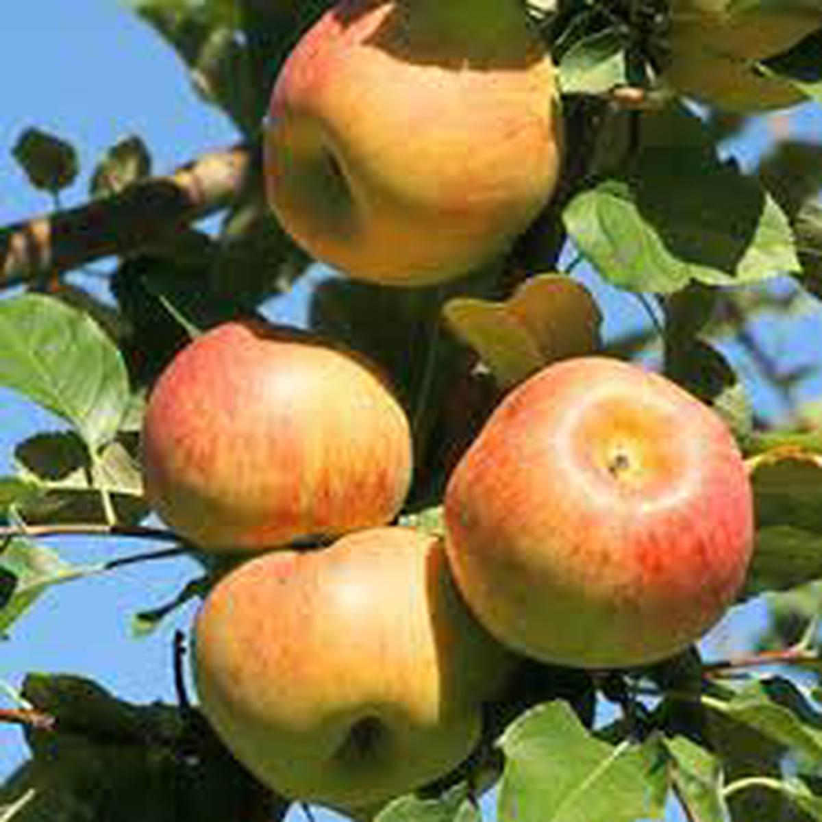 Jonagold Apple Fruit Seeds for Planting Grow a Variety of Orchard Apple Trees, Heirloom & Non-GMO Seeds