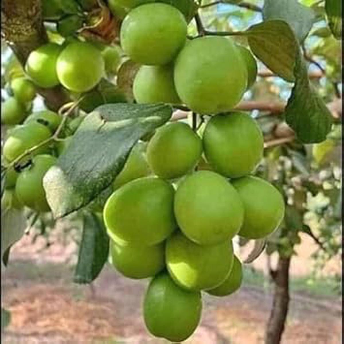 Jujube Apple Grafted Fruit Seeds for Planting Heirloom, Non-GMO, High Germination Organic Garden Seeds for Fruitful, Unique Trees