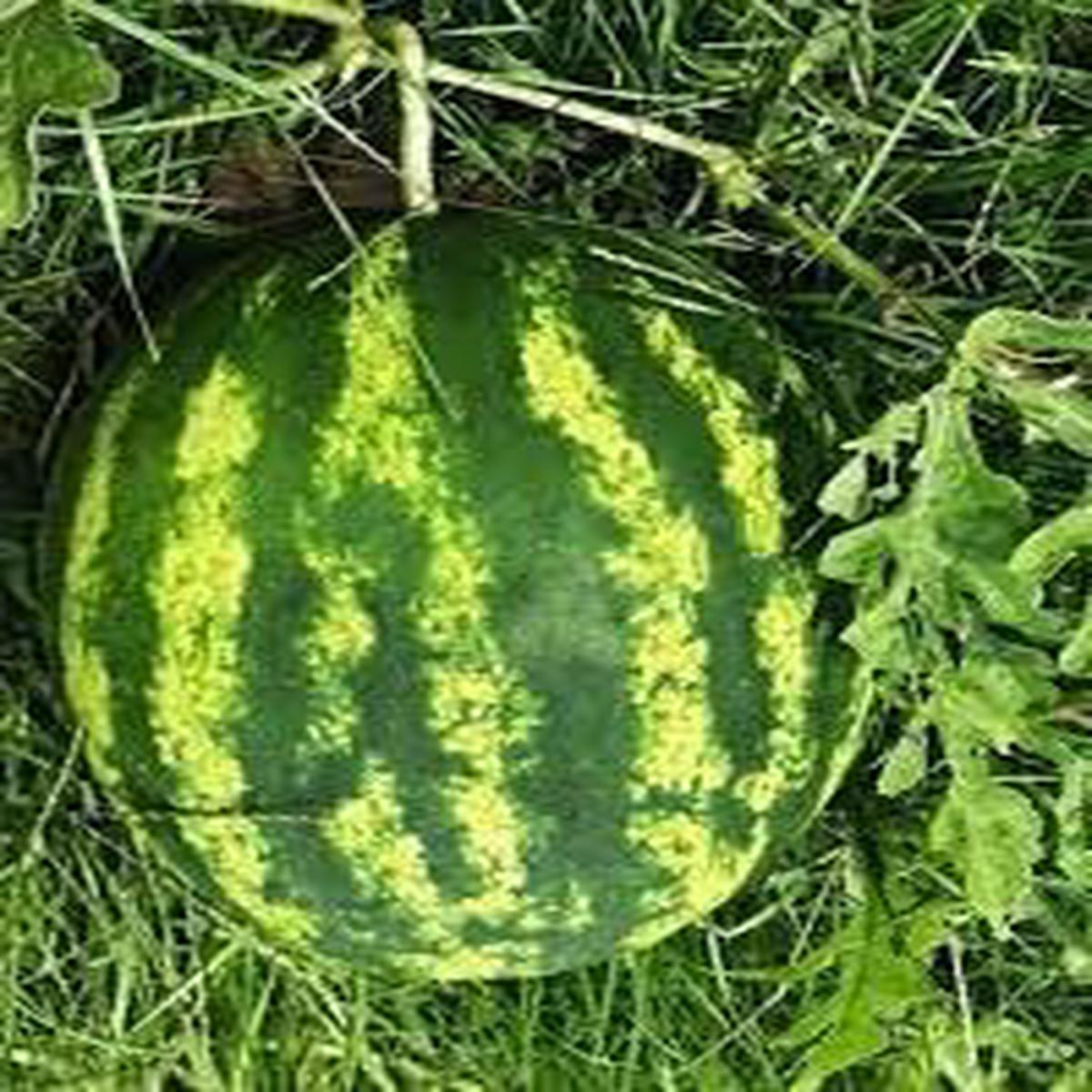 Klondike Striped Blue Ribbon Watermelon Seeds for Planting  Heirloom, Non-GMO, High Germination Garden Seeds
