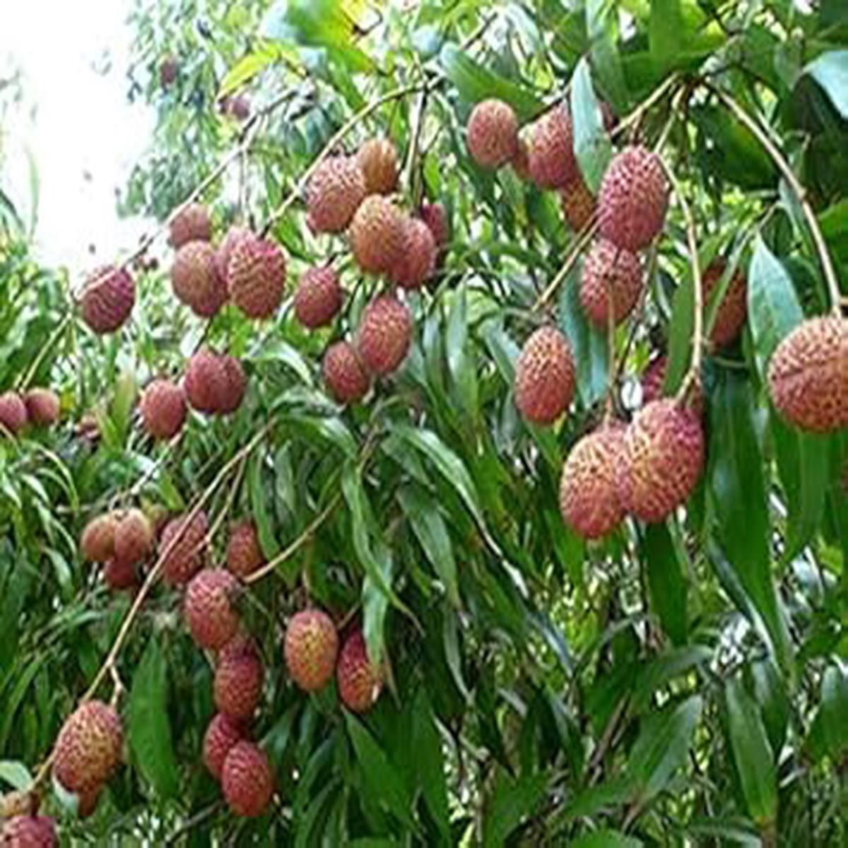 Leeche Fruit Seeds for Planting Heirloom, Non-GMO, High Germination Organic Garden Seeds