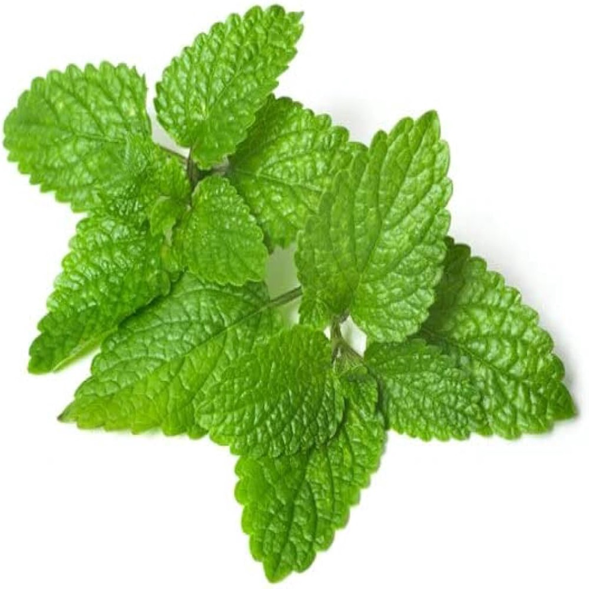 Lemon Balm Plant Seed Pack  Fragrant Herb, Heirloom, High Germination, Non-GMO Organic Garden Seeds for Planting