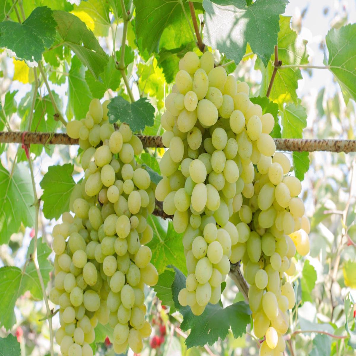 Light Green Grape Fruit Seeds for Planting  Sweet, Refreshing Grapes, Heirloom & Non-GMO Seeds for Home Garden