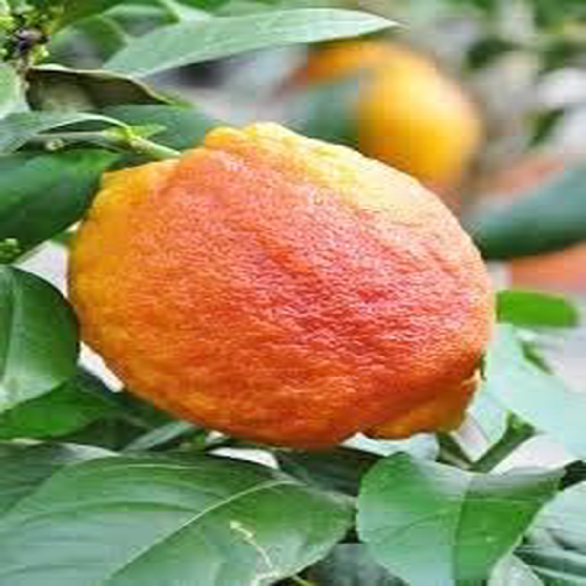 Light Red Lemon Fruit Seeds for Planting Fast-Growing, Juicy Citrus, Heirloom, High Germination, Non-GMO Organic Garden Seeds