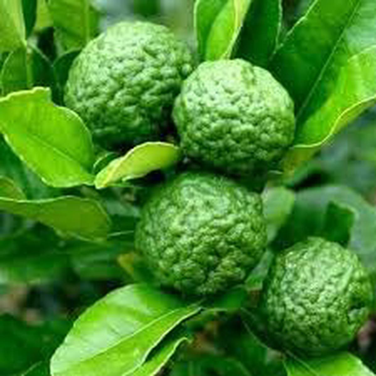 Lime Fruit Seeds for Planting Heirloom & GMO Free Seeds for Home Garden