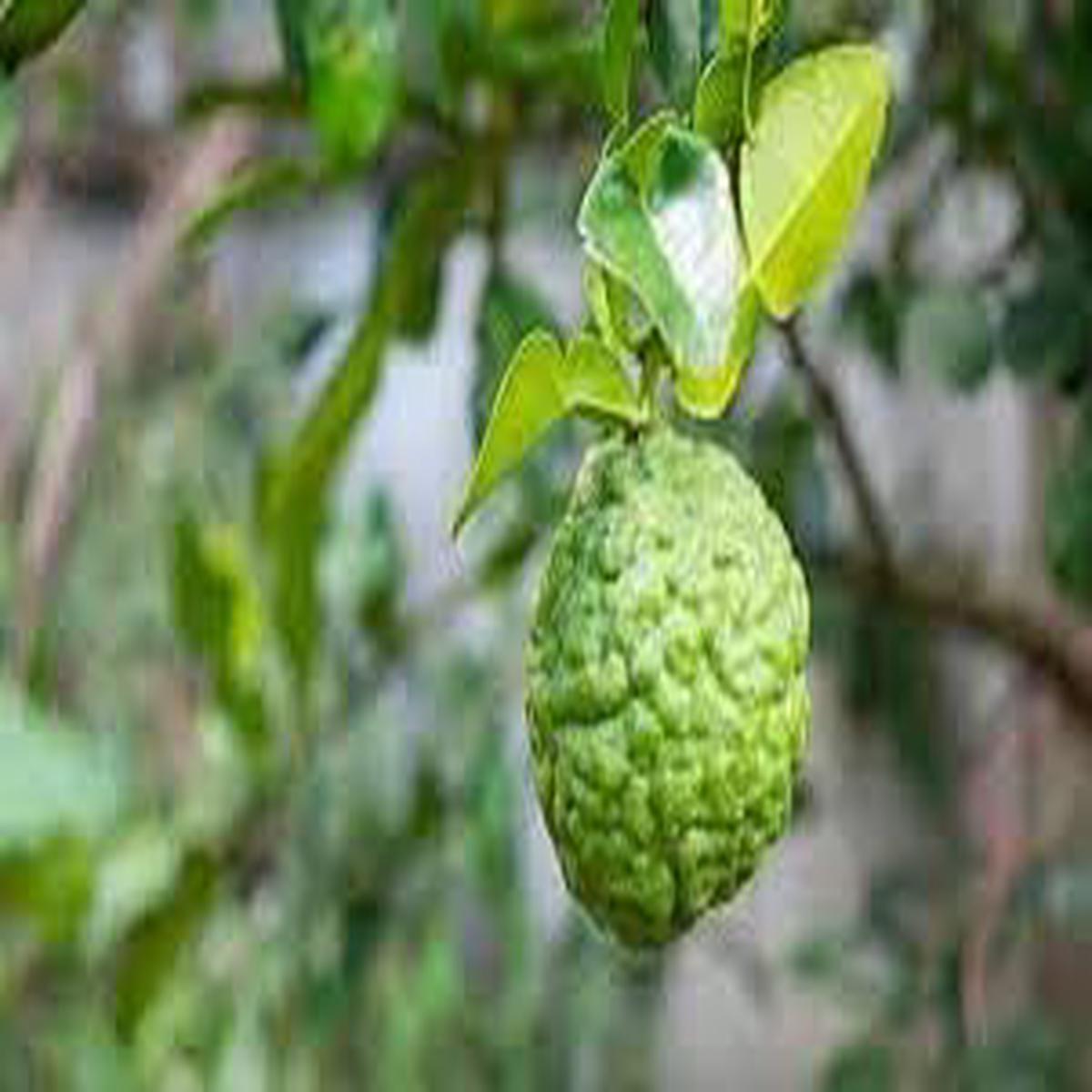Lime Fruit Seeds for Planting | Heirloom Non-GMO Organic Seeds for Juicy, Homegrown Garden Limes
