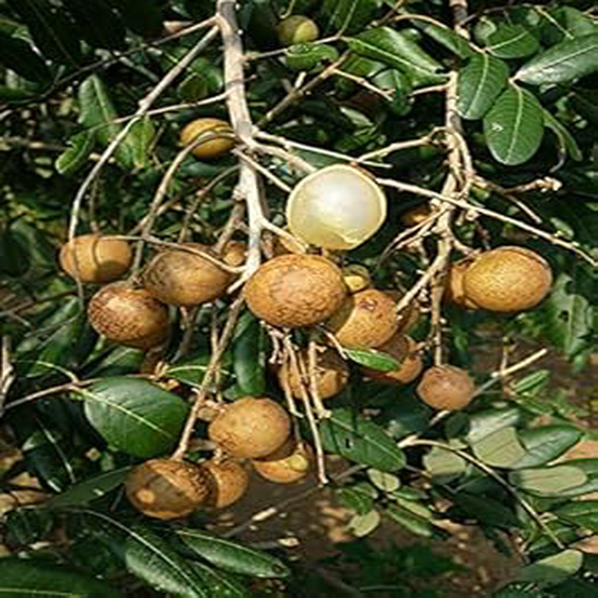Longan Fruit Seeds for Planting  NON GMO Heirloom Seeds for Home Garden