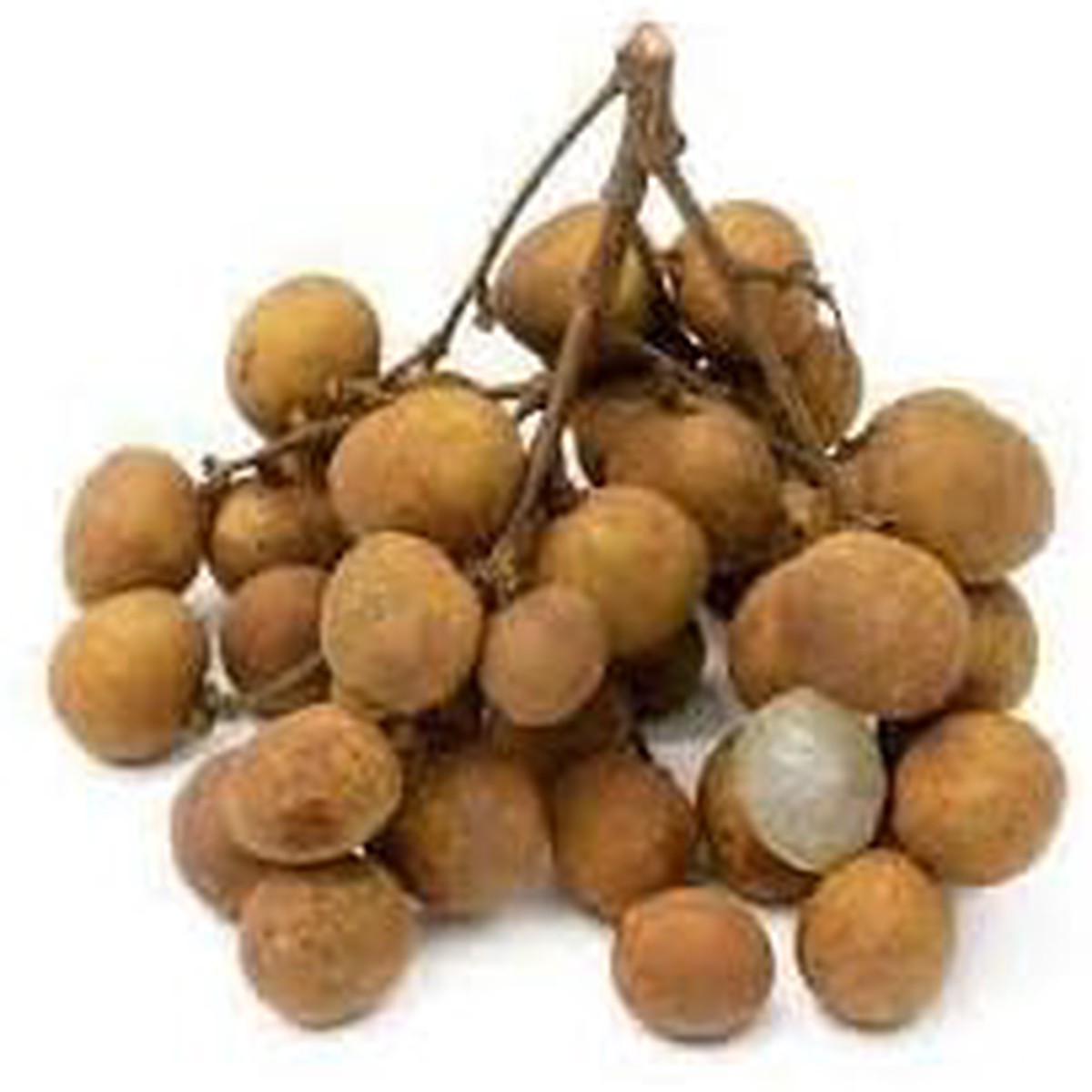 Longan Seeds  Grow Tropical & Sweet Longan Fruits