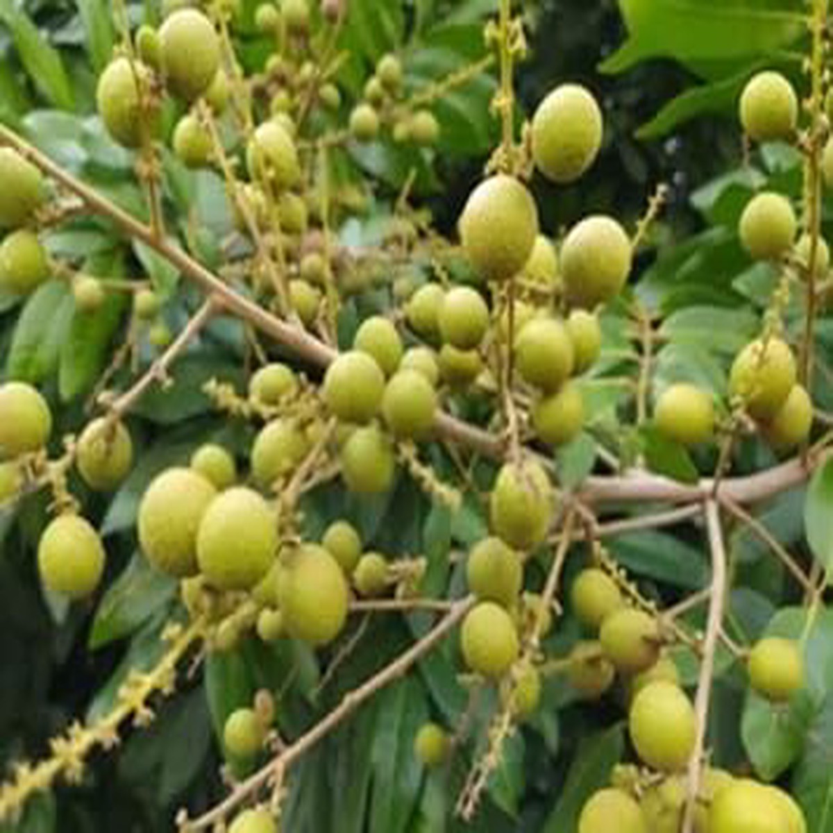 Lush Longan Fruit Seeds  Heirloom, Non-GMO, High Germination Organic Garden Seeds for Planting Sweet Tropical Fruits