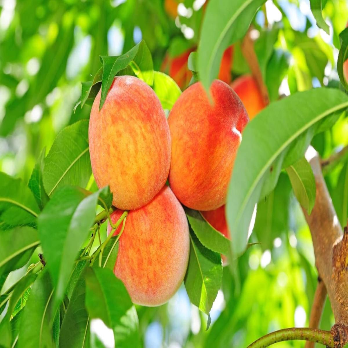 Peach Red Yellow Fruit Seeds for Planting Heirloom & Non-GMO Seeds for Home Garden