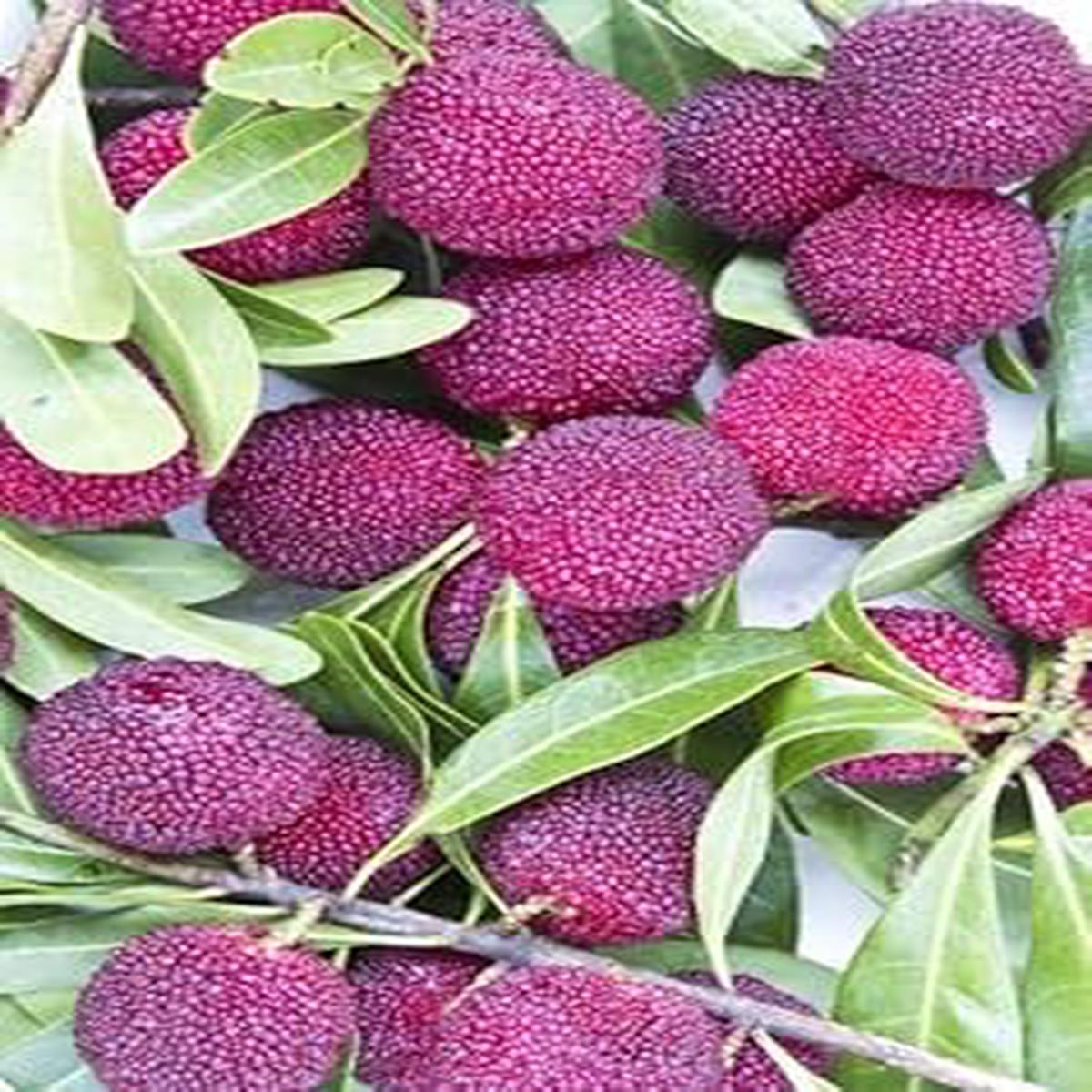 Pink Arbutus Bayberry Fruit Seeds for Planting  Heirloom Non-GMO Organic Garden Seeds with High Germination