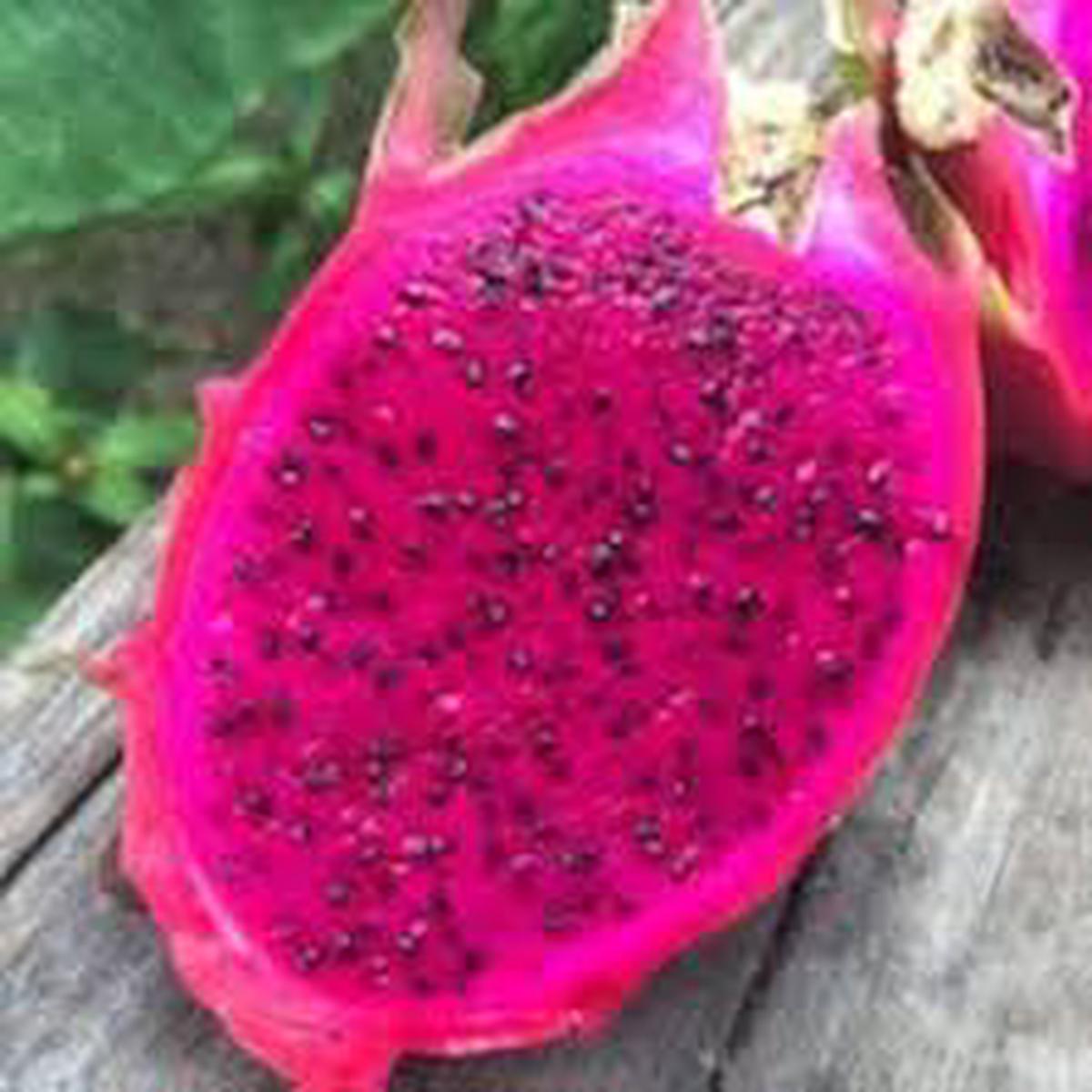 Pink Dragon Fruit Seeds for Planting Heirloom Non-GMO High Germination Organic Garden Seeds