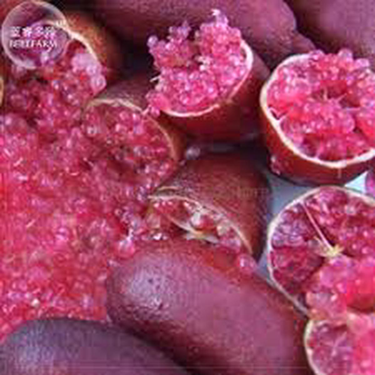 Pink Ice Finger Lime Fruit Seeds for Planting Unique Citrus, Heirloom, High Germination, Non-GMO Organic Garden Seeds