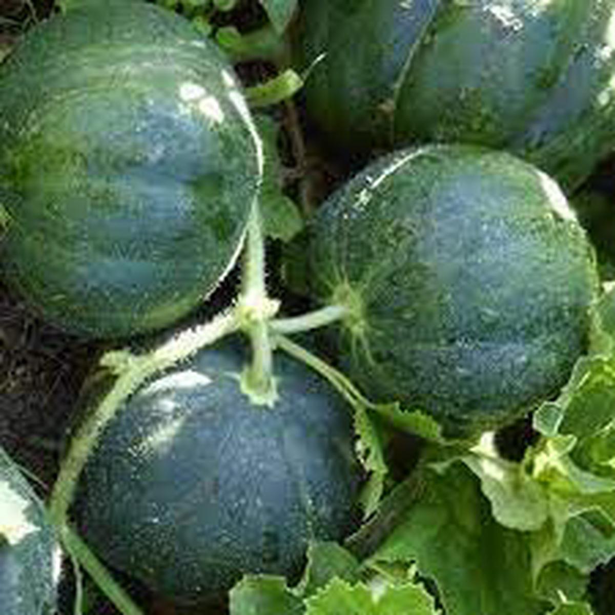 Pocket Melon Fruit Seed Pack for Planting | Heirloom Non-GMO Organic Garden Seeds for Small Sweet Melons