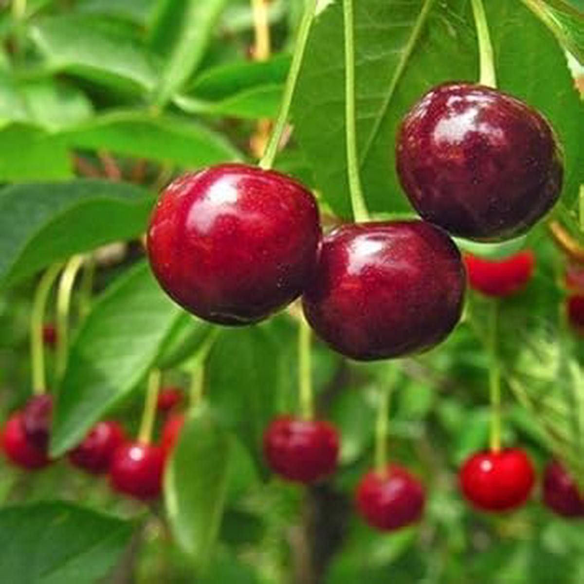 Red Cherry Fruit Seeds for Planting Sweet, Juicy, Heirloom, High Germination, Non-GMO Organic Garden Seeds
