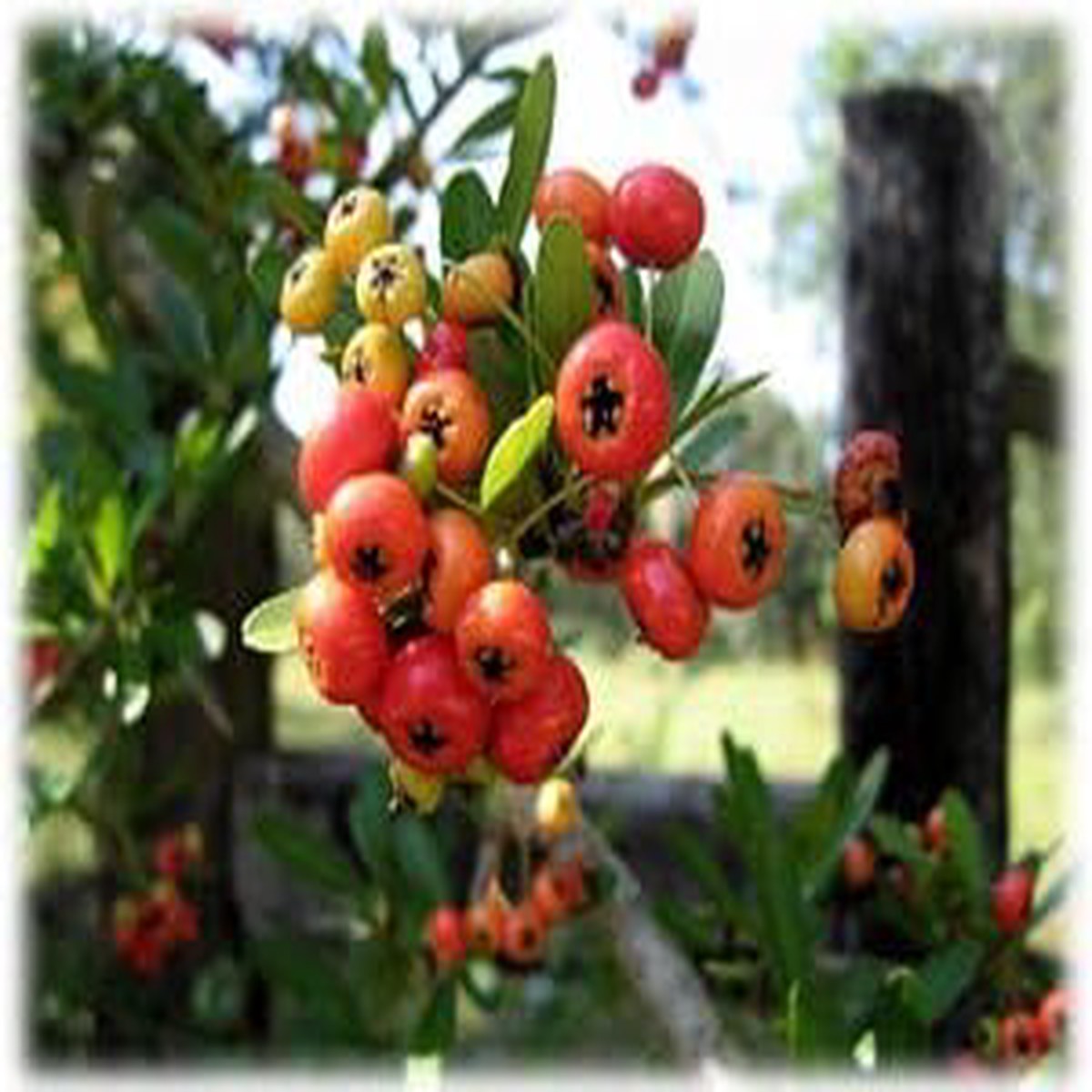Red Firethorn Fruit Seeds for Planting | Heirloom Non-GMO Organic Seeds for Hardy, Vibrant Garden Berries