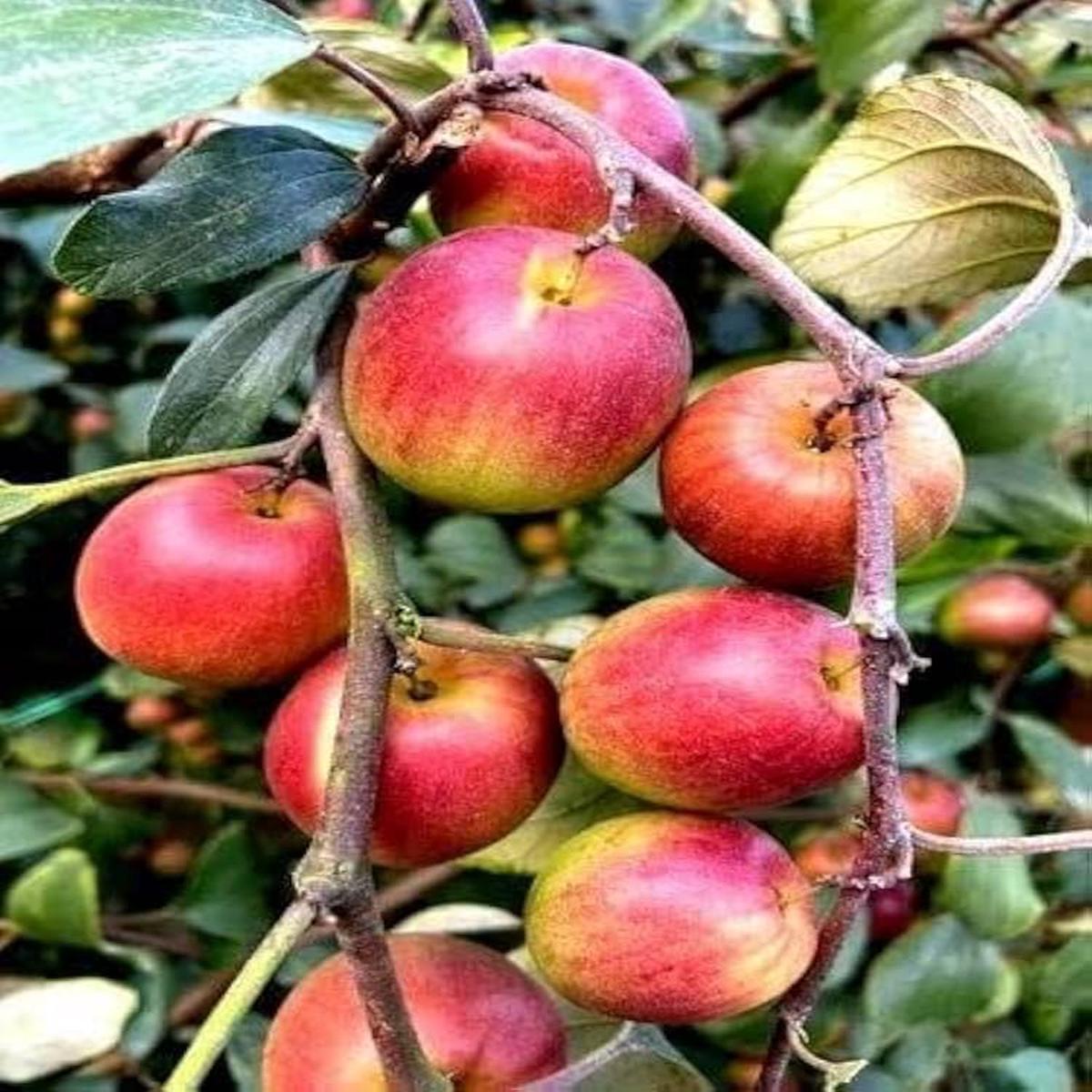 Red-Green Apple Fruit Seeds for Planting Heirloom Non-GMO High Germination Organic Garden Seeds