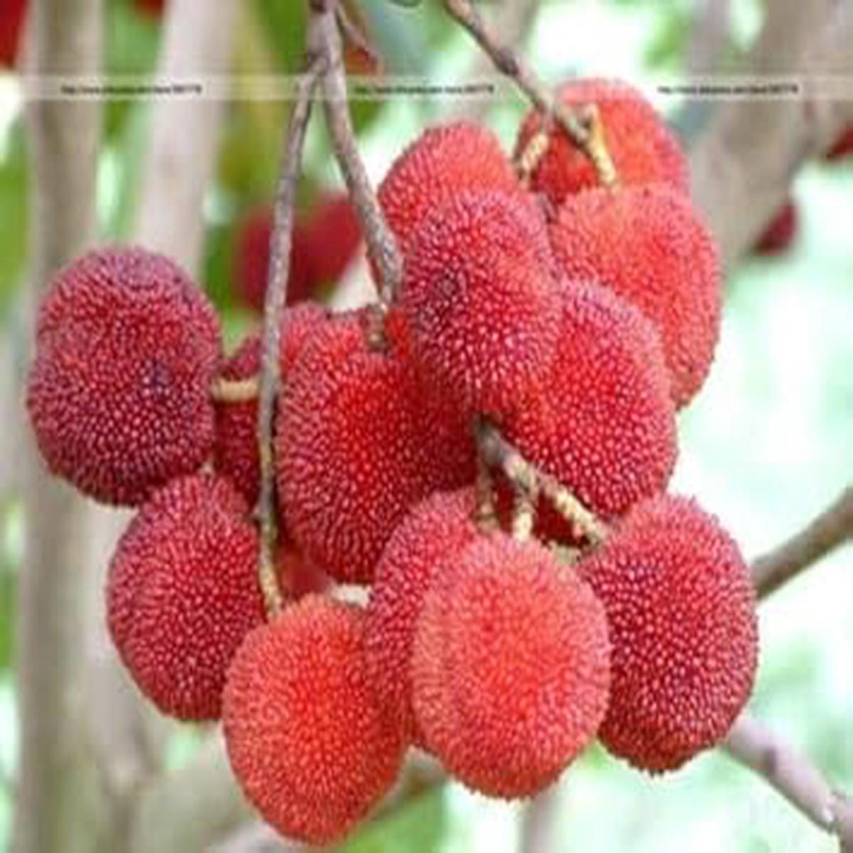 Red Myrica Rubra Fruit Seeds for Planting  Heirloom, Non-GMO, High Germination Organic Garden Seeds for Home Gardening