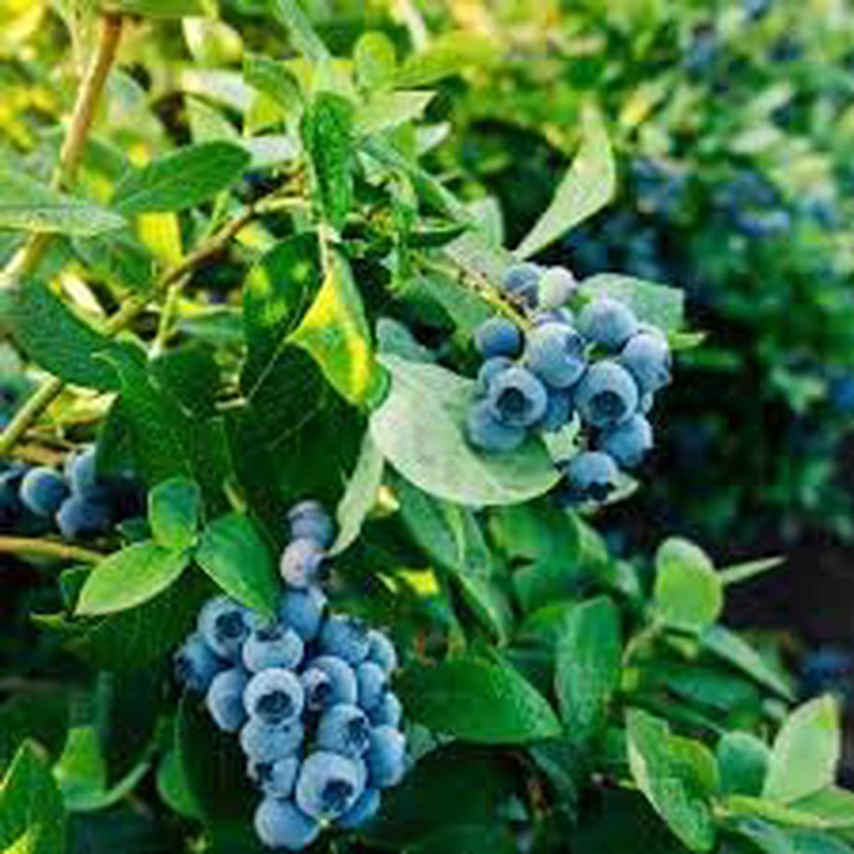 Rollinia Deliciosa Seeds for Soft and Sweet Exotic Fruits