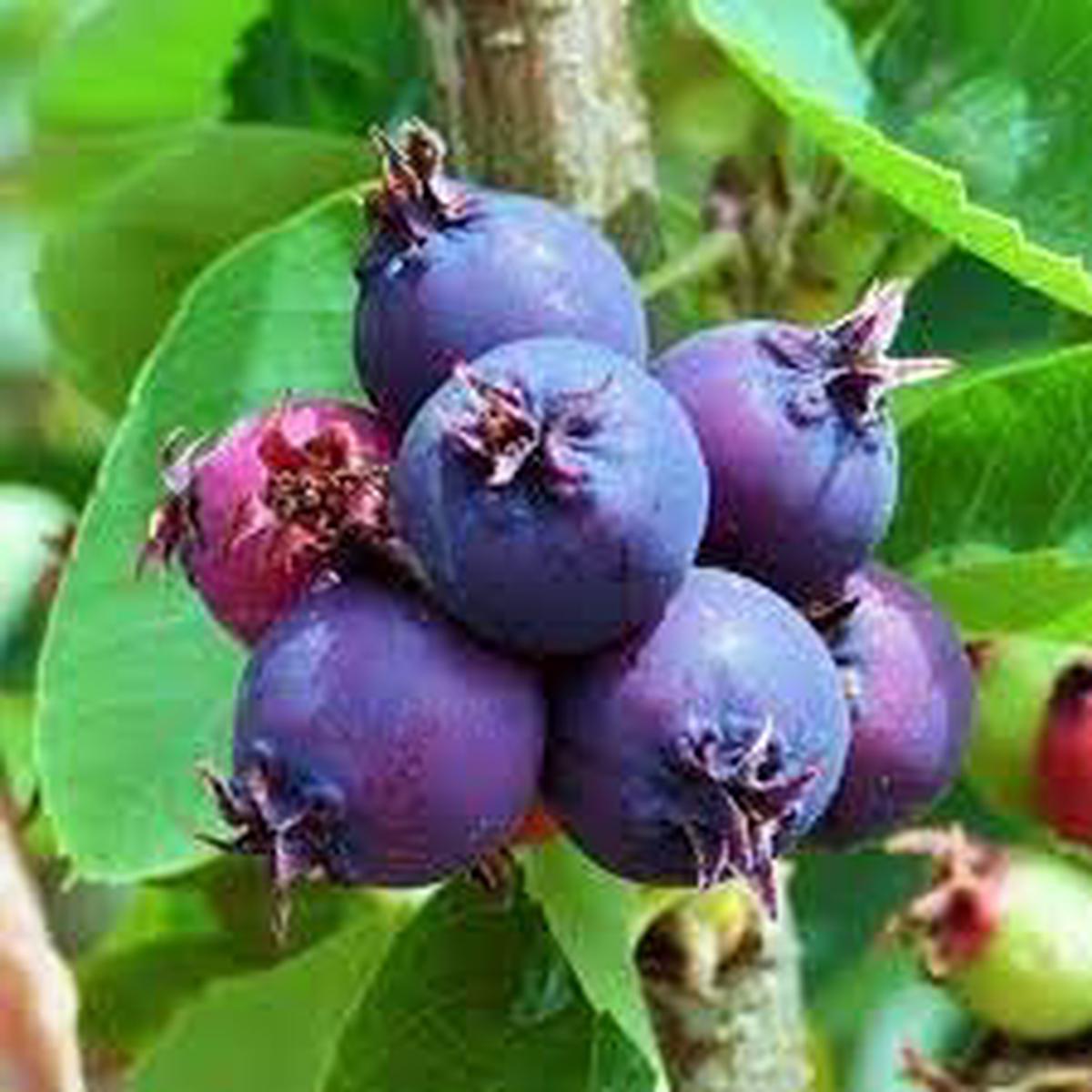 Saskatoon Fruit Seeds for Planting  Heirloom Non-GMO High Germination Organic Garden Seeds