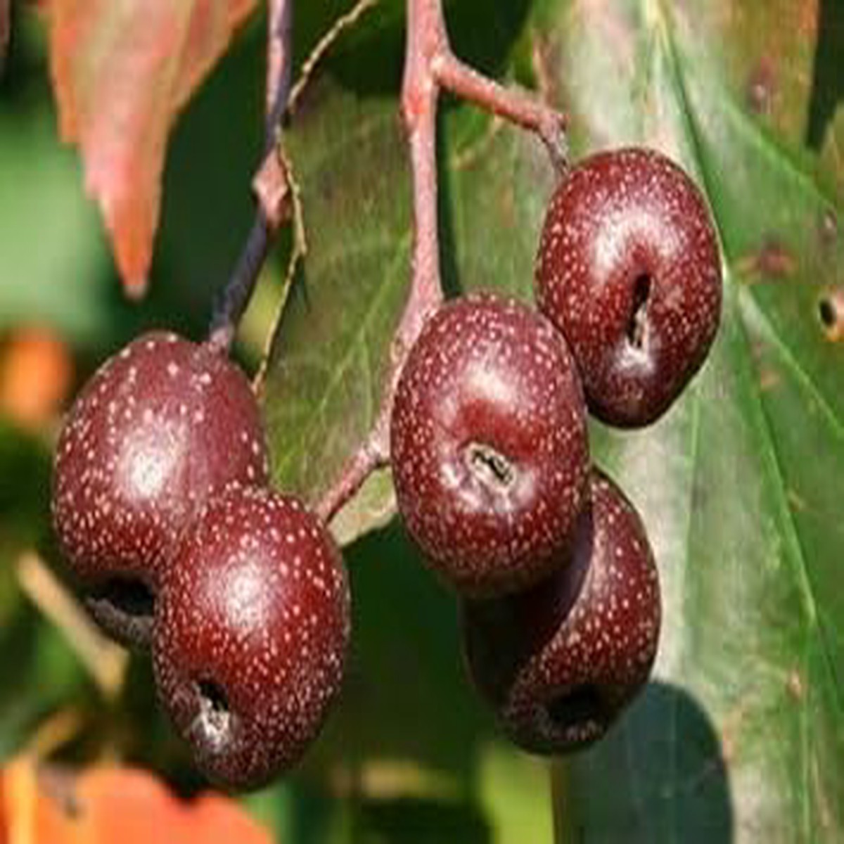 Sorbus Fruit Seeds for Planting | Heirloom Non-GMO Organic Seeds for Edible Berries and Ornamental Trees