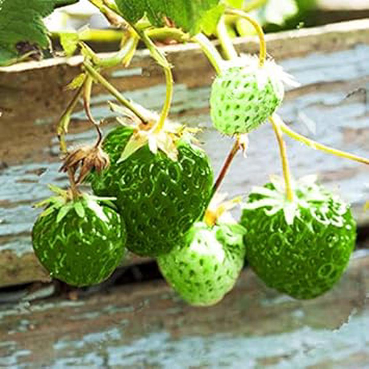 Strawberry Green Fruit Seeds for Planting Heirloom & Non-GMO Seeds for Home Garden
