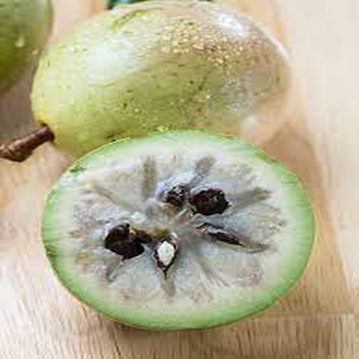 White Star Apple Fruit Seeds for Planting  Pack for Sweet, Tropical Fruit Harvest, Heirloom & Non-GMO Seeds for Home Garden