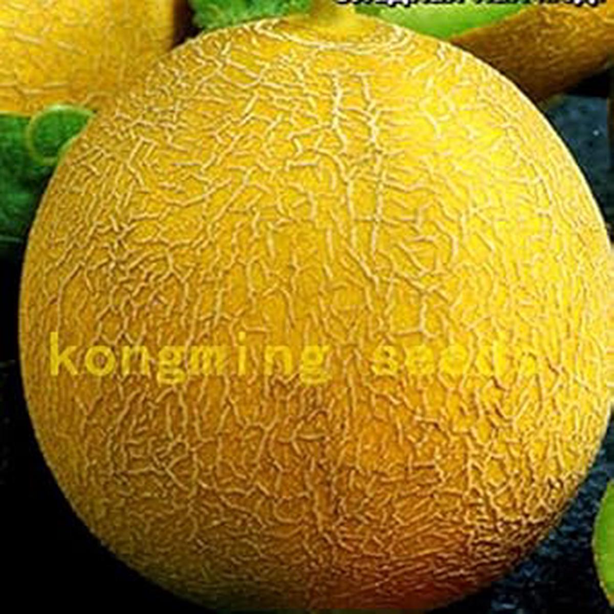 Yellow Melon Fruit Seeds for Planting Sweet, Juicy Melons, Heirloom & Non-GMO Seeds for Home Garden