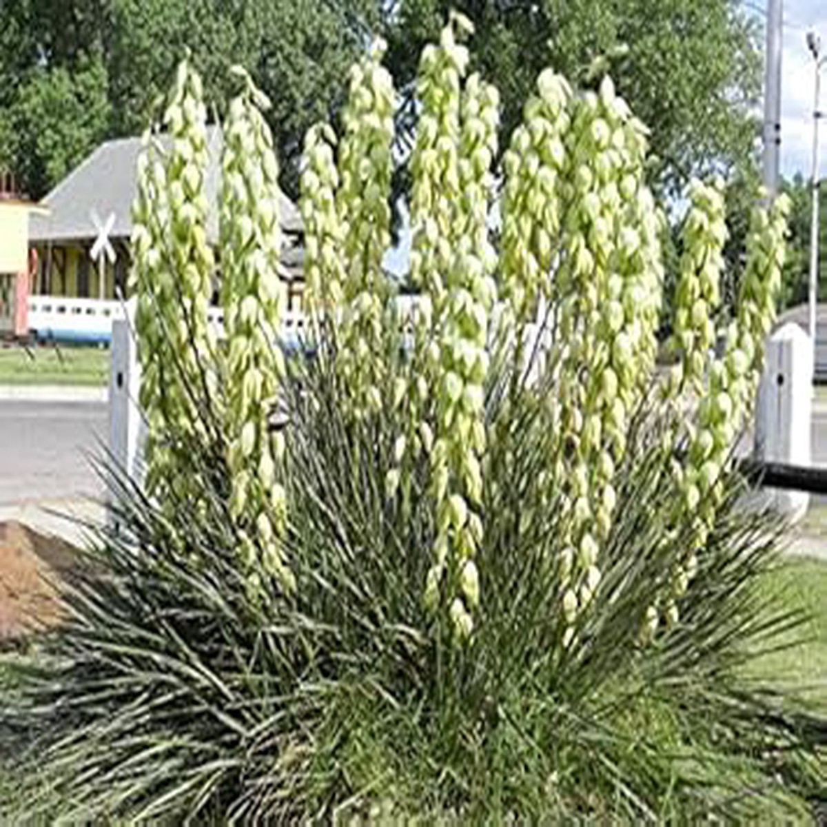 Yellow Yucca Plant Seeds for Planting  Garden Beautification & Edible Fruits, Heirloom & Non-GMO, High Germination