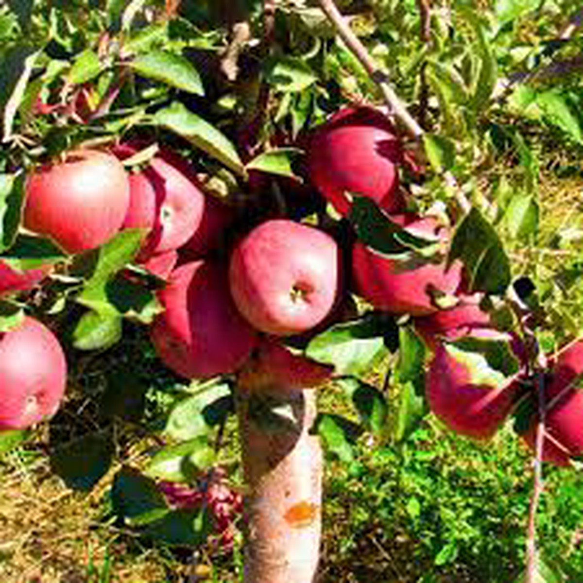 Apple "Pink Lady" Fruit Tree Seeds for Planting  Unique Harvests & Beautiful Trees, Heirloom & Non-GMO, High Germination