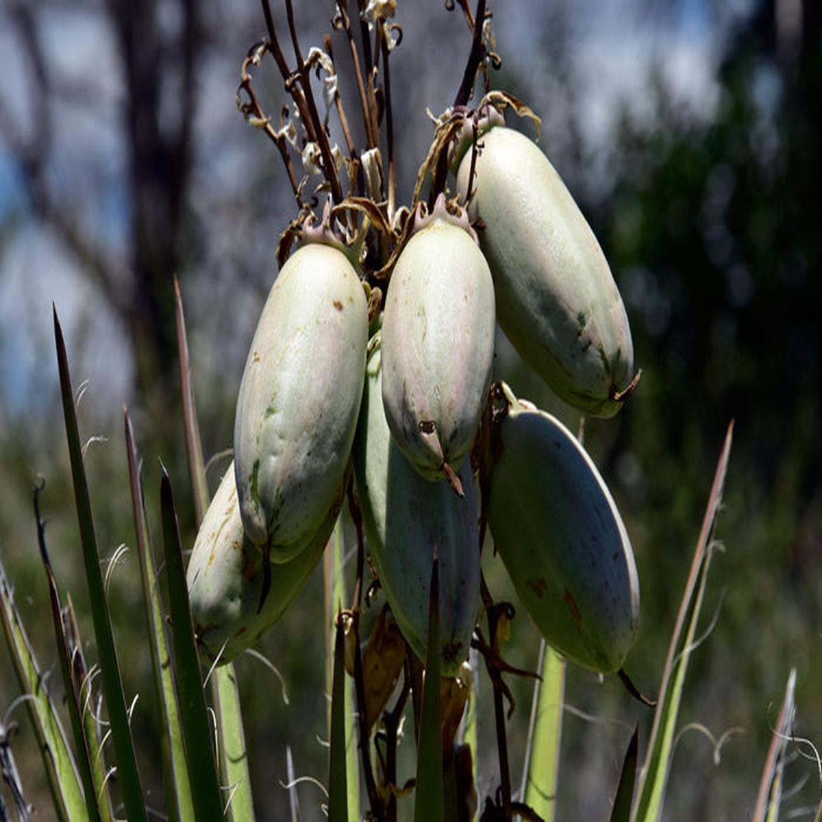 Banana Yucca Fruit Seeds for Planting  Heirloom, Non-GMO, High Germination Organic Garden Seeds for Drought-Tolerant Edible Fruits