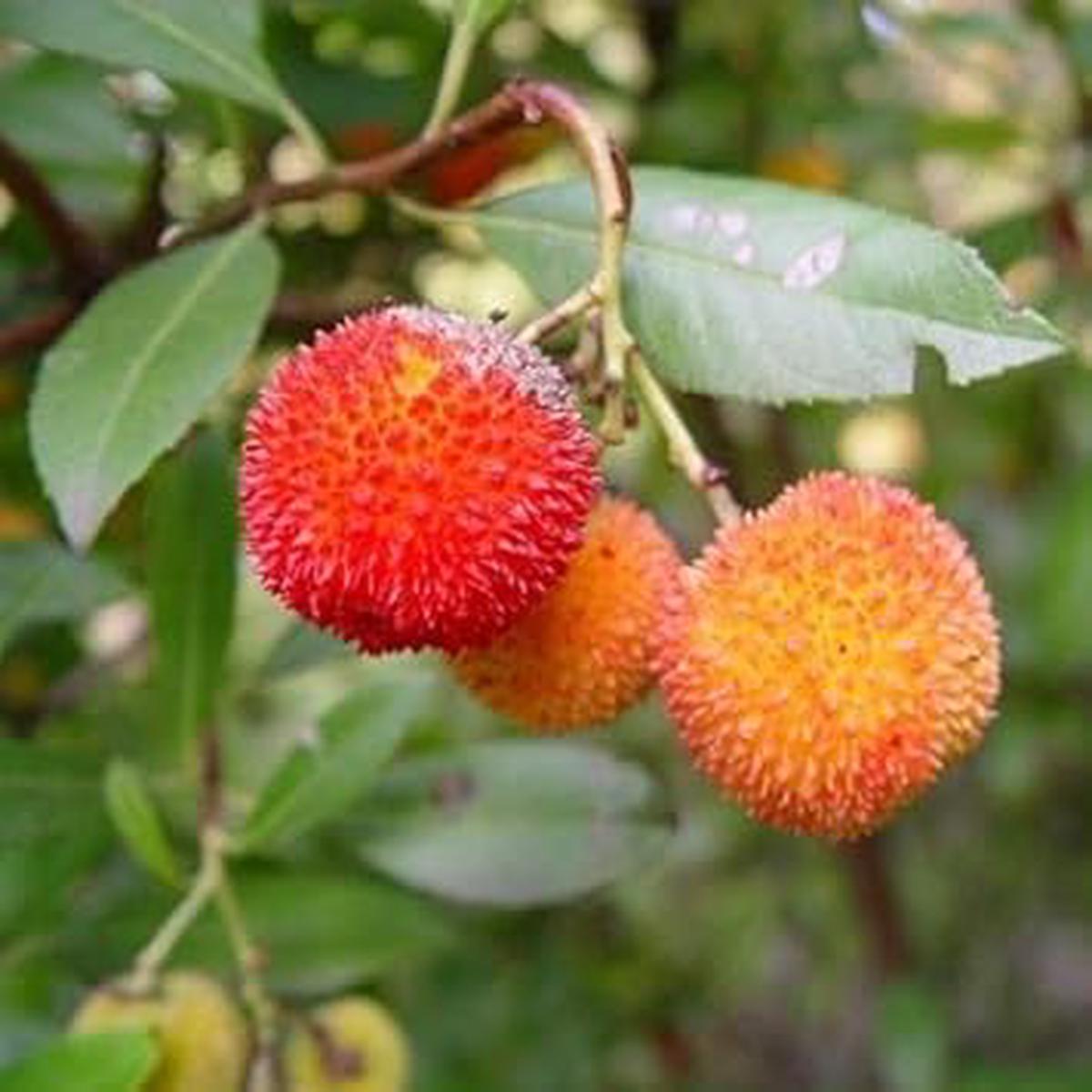 Bayberry Fruit Seeds for Planting  Orange Bayberries for Sweet, Aromatic Harvest, Heirloom & Non-GMO Seeds