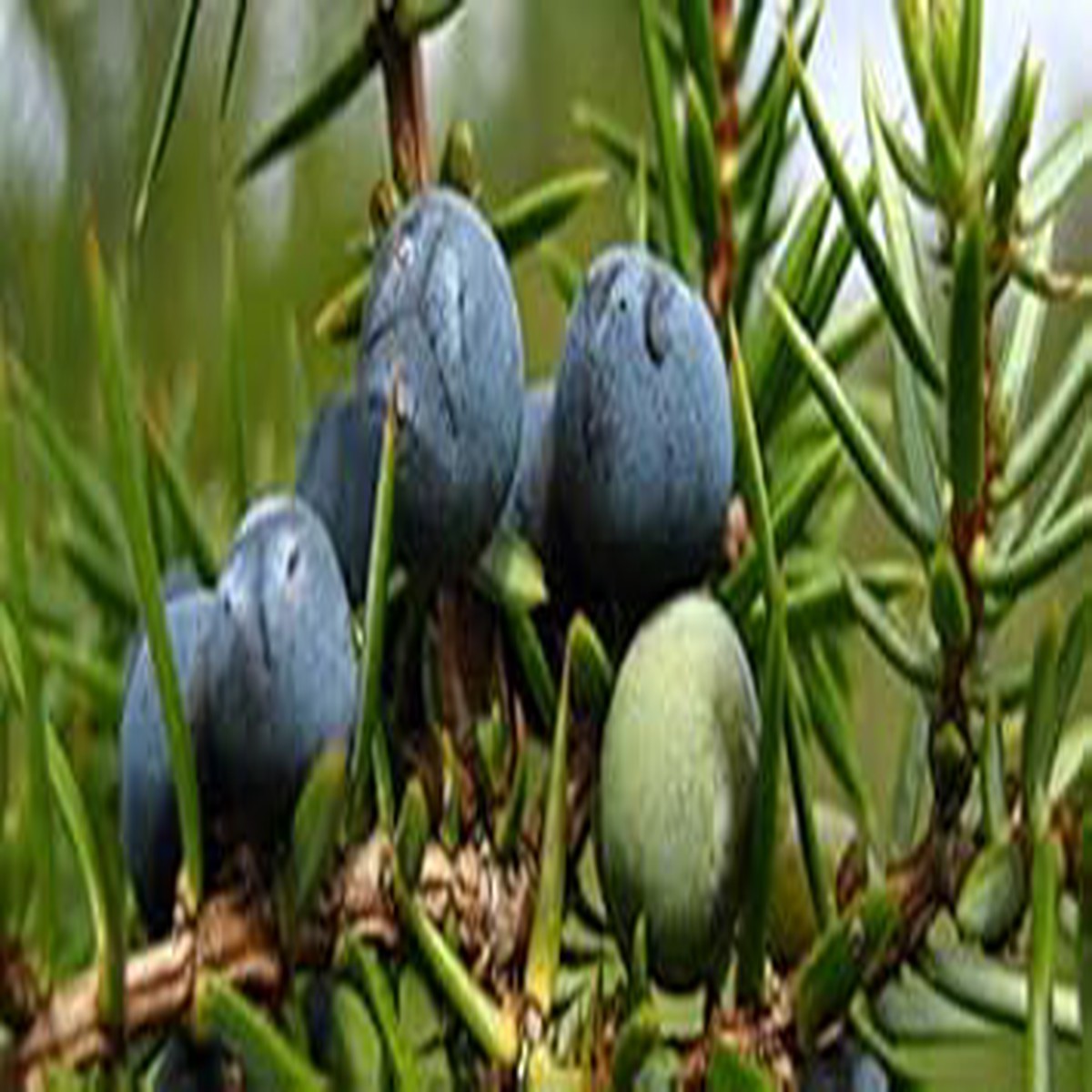 Black Juniper Berries Fruit Seeds for Planting | Heirloom Non-GMO Organic Seeds to Grow Your Own Juniper Tree