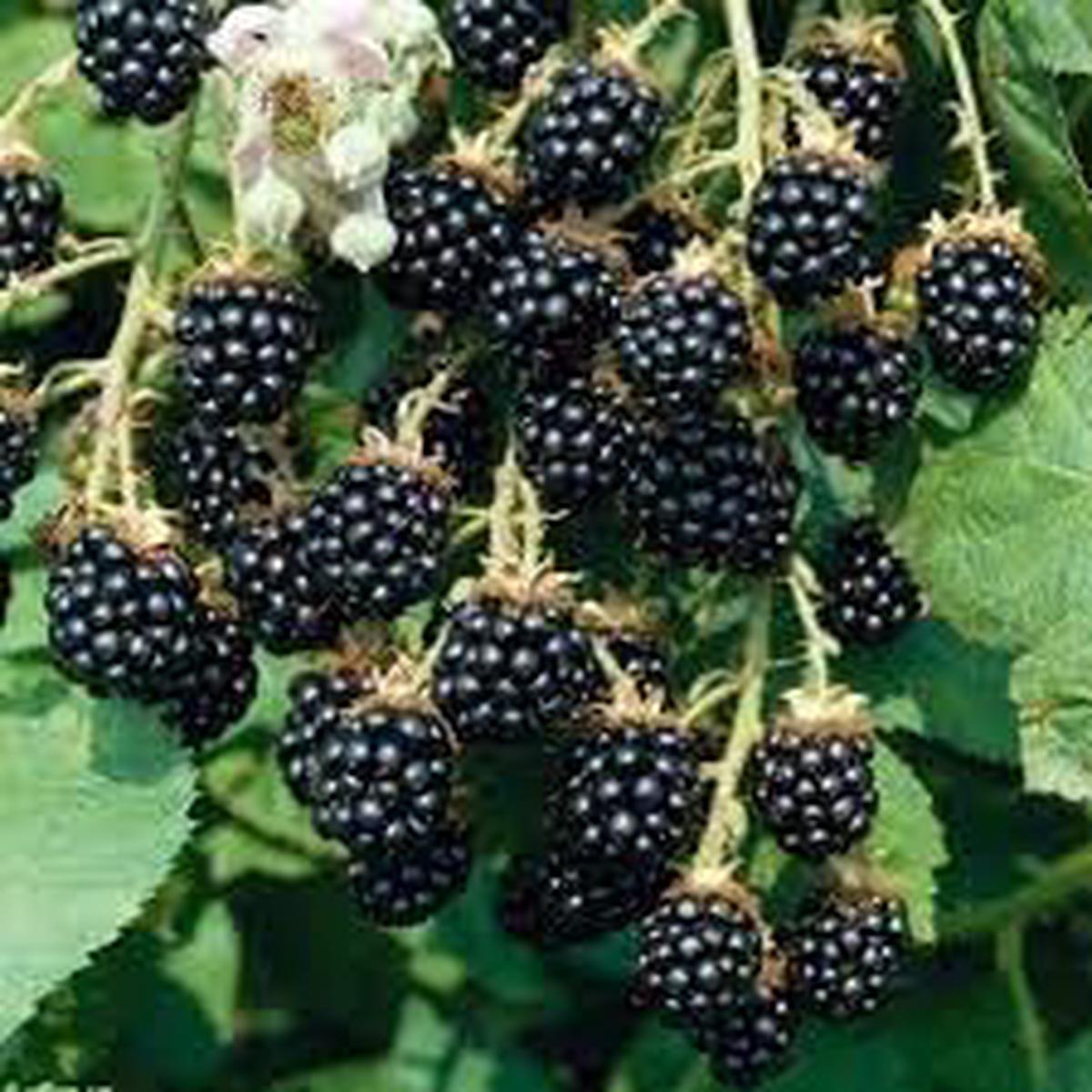 Blackberry Fruit Seed Collection for Planting | Heirloom Non-GMO Organic Garden Seeds