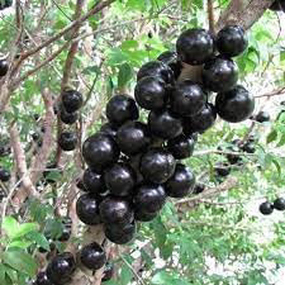 Blue Nipple Fruit Seeds for Planting | Heirloom Non-GMO Organic Seeds for Colorful, Unique Garden Fruits