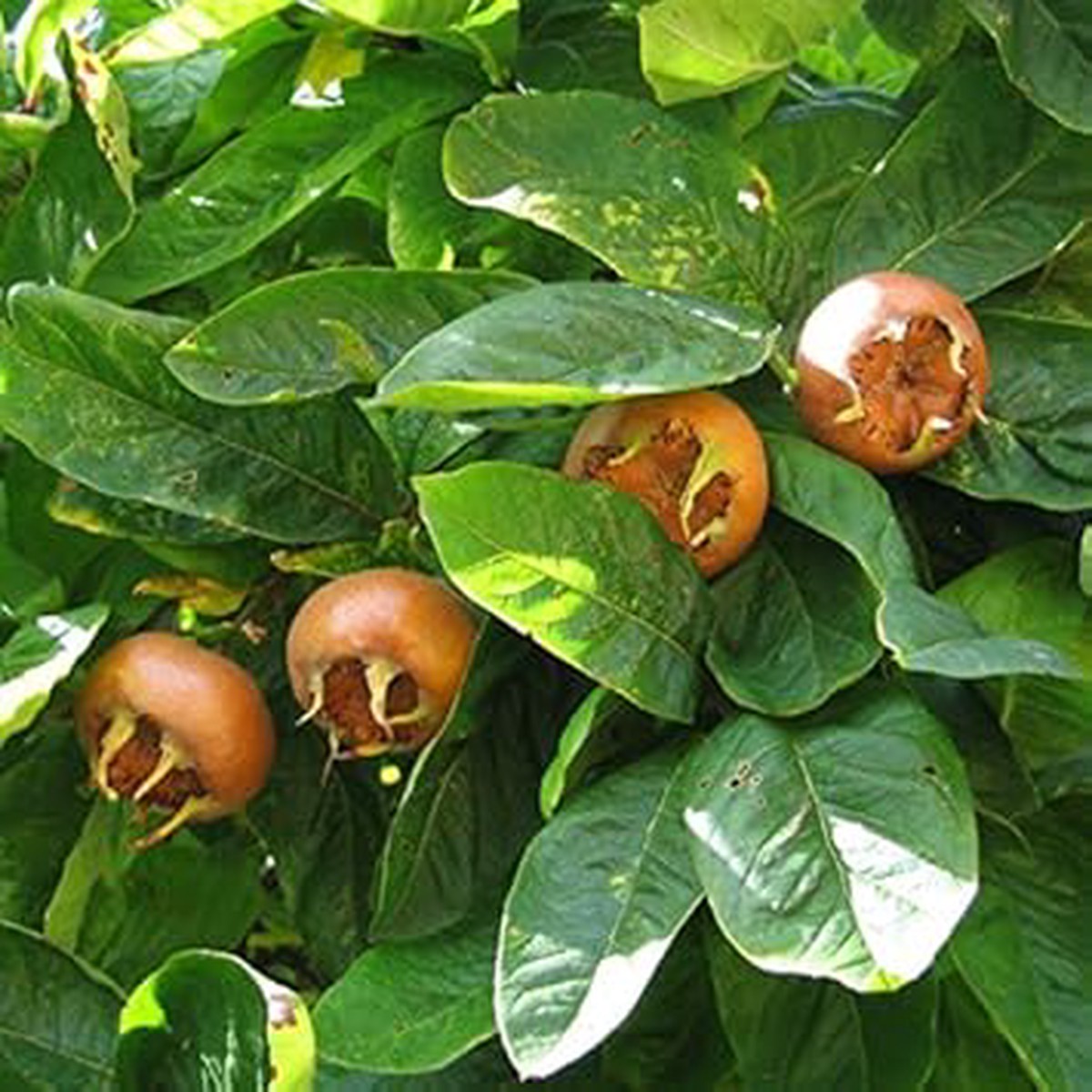 Brown Medlar (Mespilus germanica) Fruit Seeds Heirloom & GMO-Free Seeds for Home Garden Planting